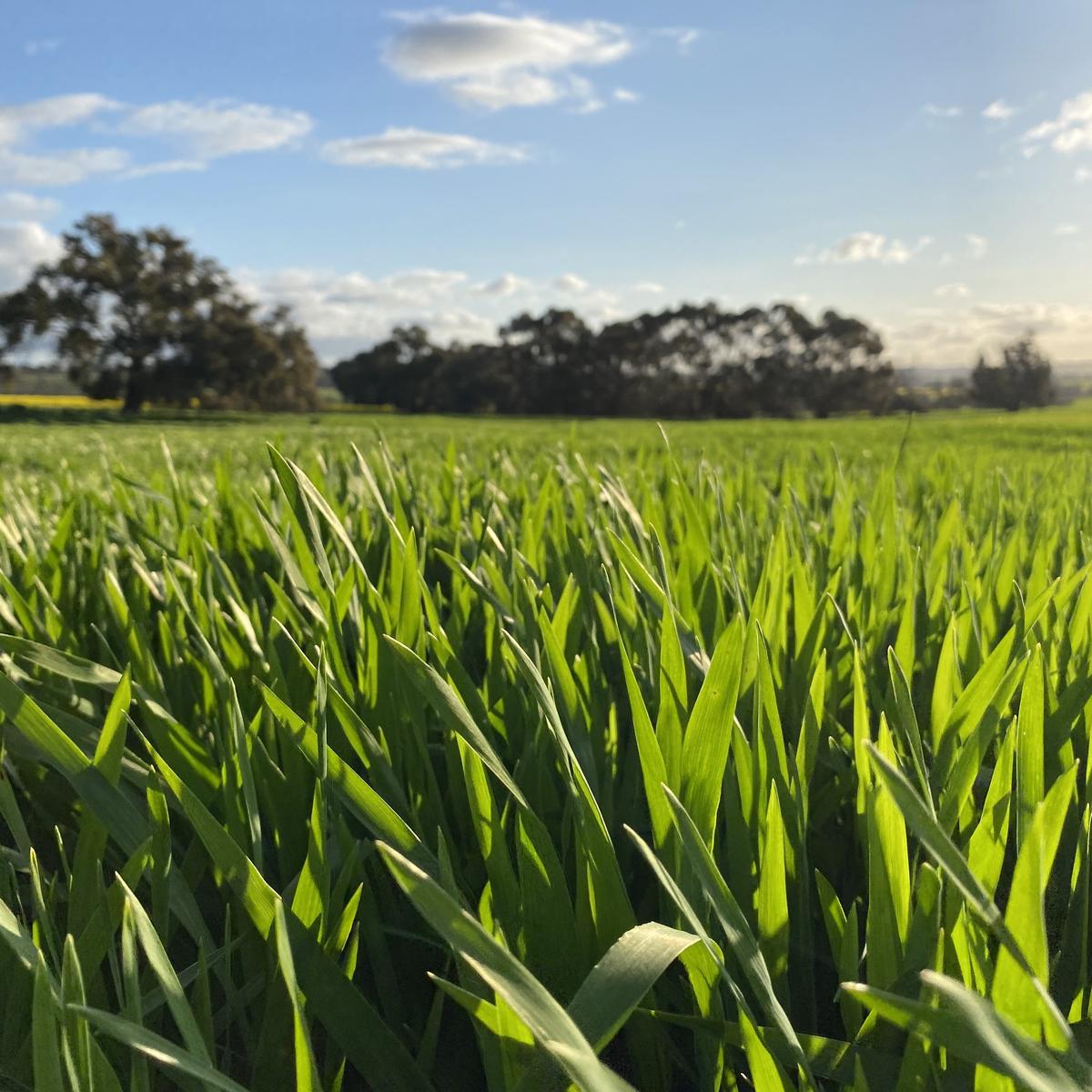 Crops